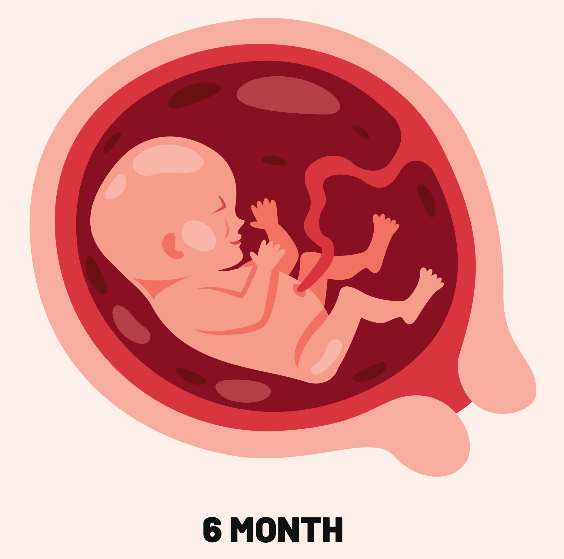 Fetus development at 6 months (end of second trimester)
